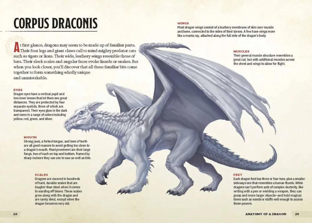 Dungeons & Dragons Dragons & Treasures - Zub Jim