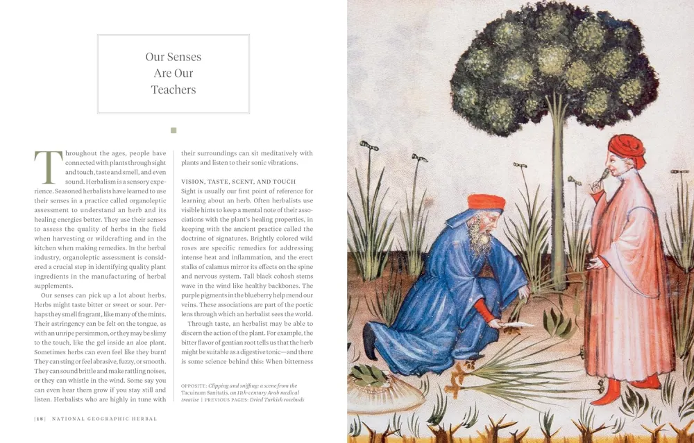 National Geographic Herbal: 100 Herbs From World's Healing Traditions - Mimi Prunella Hernandez