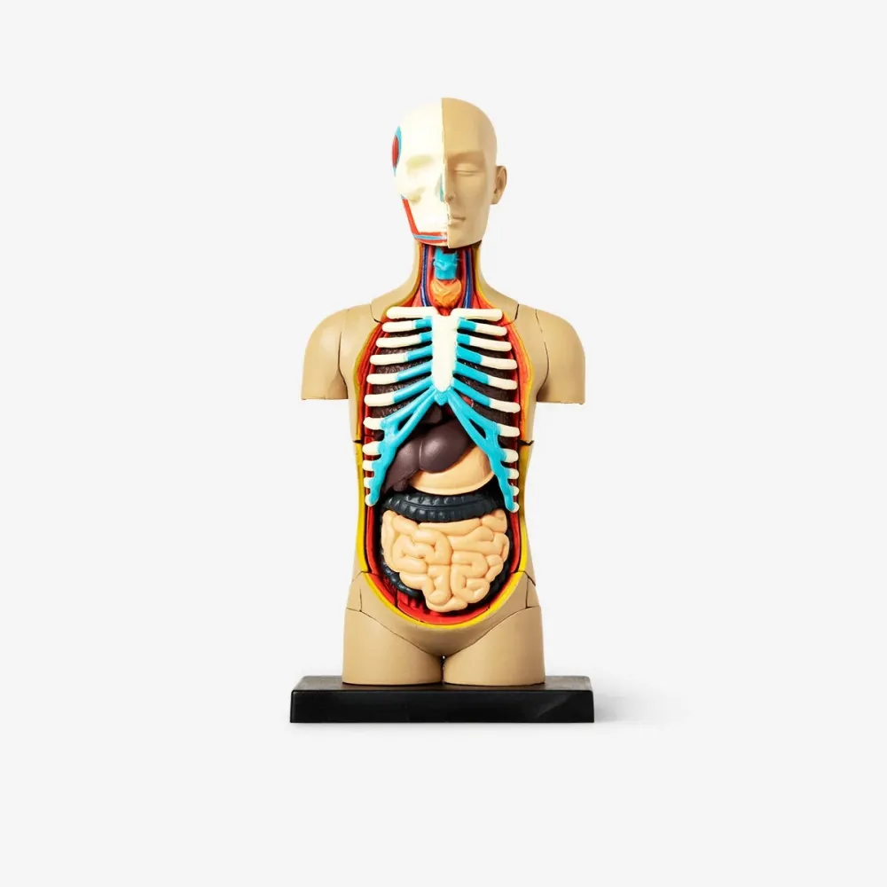 3D-anatominen malli. Torso