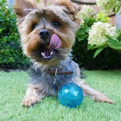 Biosafe Puppy Snack Ball Blue - Herkkupallo annostelija pennuille ja pienille koirille