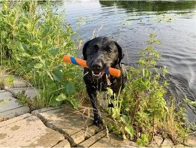 Chuckit Ultra Fetch Stick - noutolelu koirille