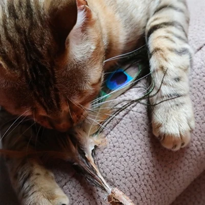 Croci Euphoria Cat Rod Matatabi Peacock Feather