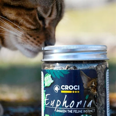 Croci Euphoria -kissanminttu-ruukku