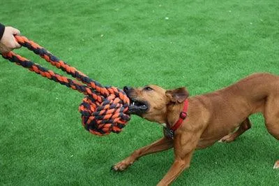 Happy Pet Nuts Knots Extreme Ball Tugger – Vahva pureskelu- ja vetolelu koirille