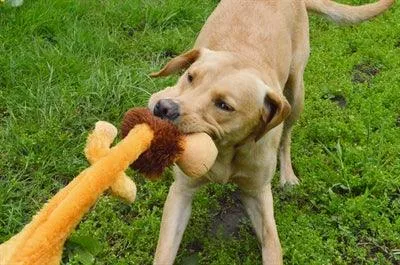 Happy Pet Wild Crinkler Lion Wild Crinkler Lion – Interaktiivinen halauslelu koirille