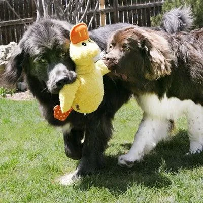 Kong Comfort Jumbo Duck Assorted - Suuri pehmolelu koiralle
