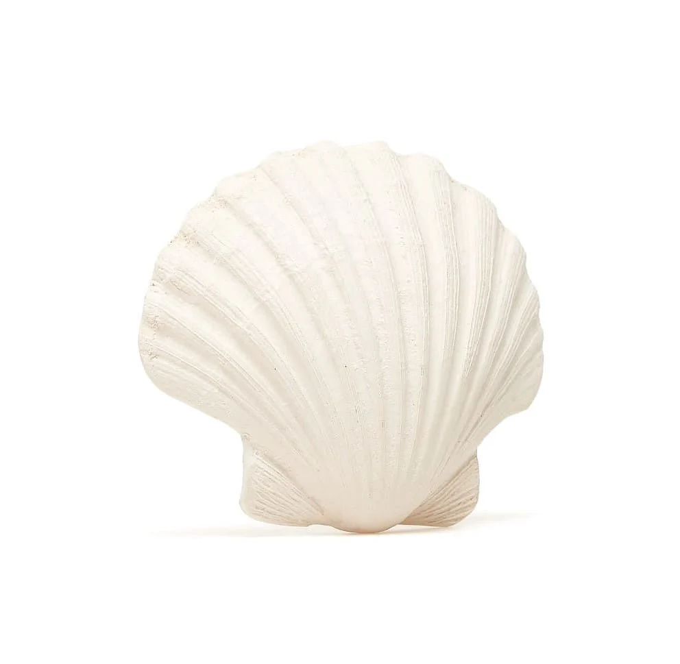 Lanco hammasrengas Shell Flat