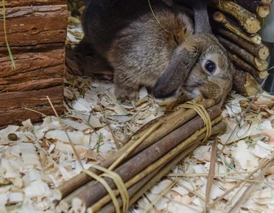 Nature First Happy Pet -pajunvarret