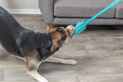 Trixie Bungee Dummy Polyesteri Petrooli - Vedettävä lelu iskunvaimentimella