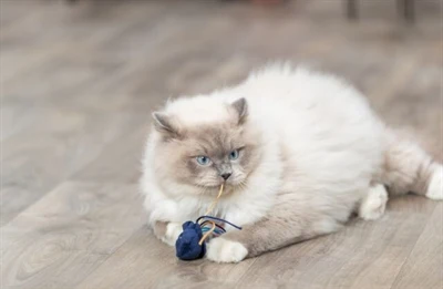 Trixie Merieläinpehmolelu kissanmintulla, sekalainen valikoima
