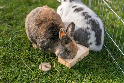 Trixie-herkkulaatikko rotille ja kaneille, puinen