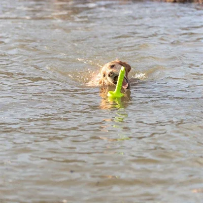 Trixie-koiralle tarkoitettu Moth-Aqua-noutokelluke limenvihreä