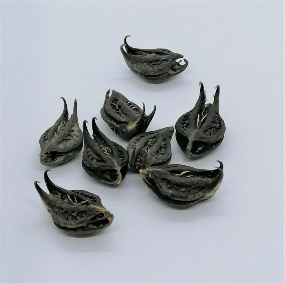Pirunkapseli "Bat Head Root" 2kpl setti